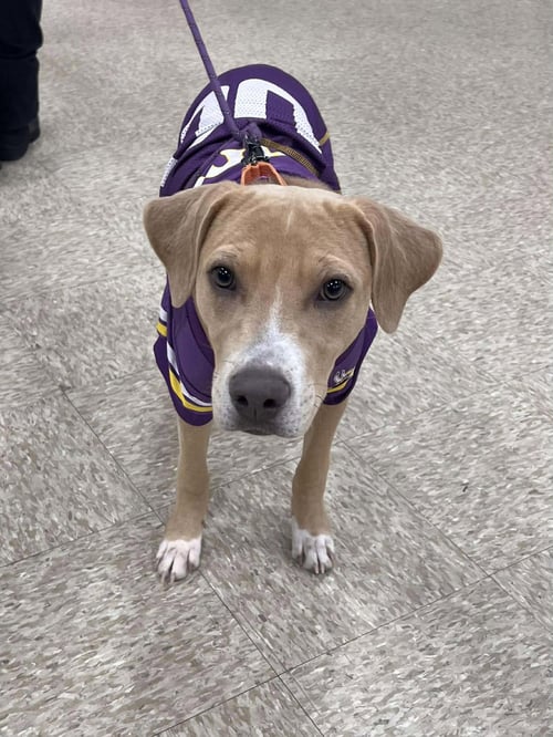 BETH - American Pit Bull Terrier available for adoption