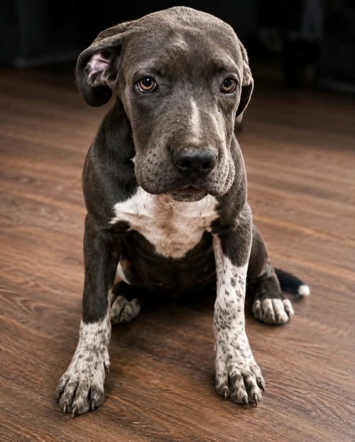 ANNALISA - Mastiff / American Staffordshire Terrier for adoption in Minneapolis