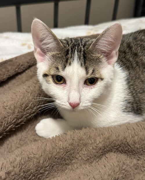 BUCKET - Tabby / Domestic Short Hair for adoption in Minneapolis