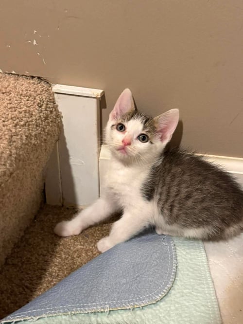 BUCKET - Tabby / Domestic Short Hair available for adoption