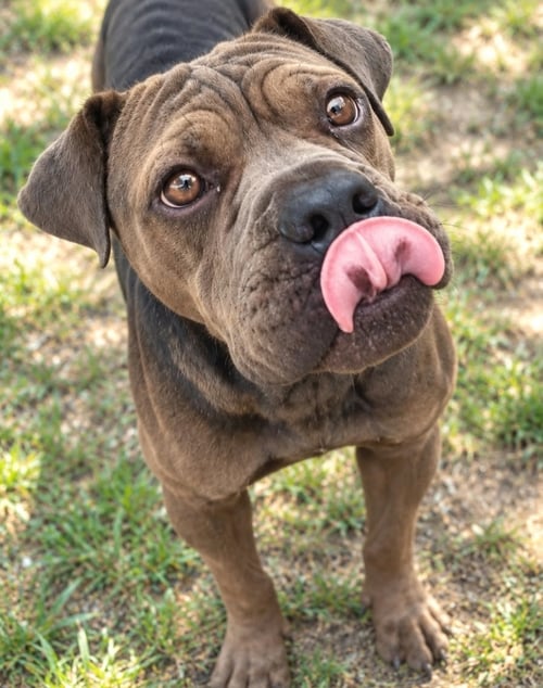 PEPPERCORN GRAVY - American Pit Bull Terrier available for adoption
