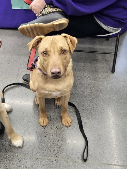 GUMMI BEAR - Labrador Retriever / American Pit Bull Terrier available for adoption