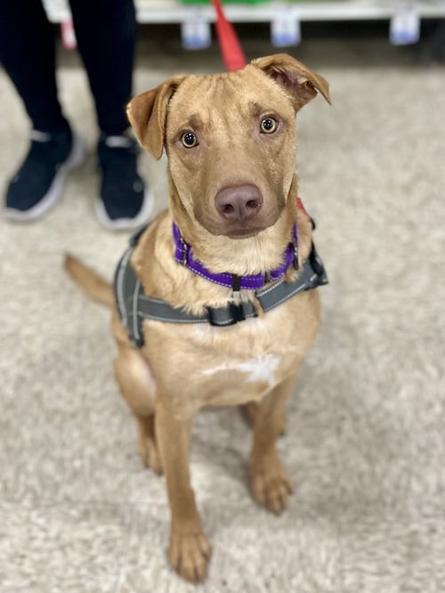 GUMMI BEAR - Labrador Retriever / American Pit Bull Terrier available for adoption
