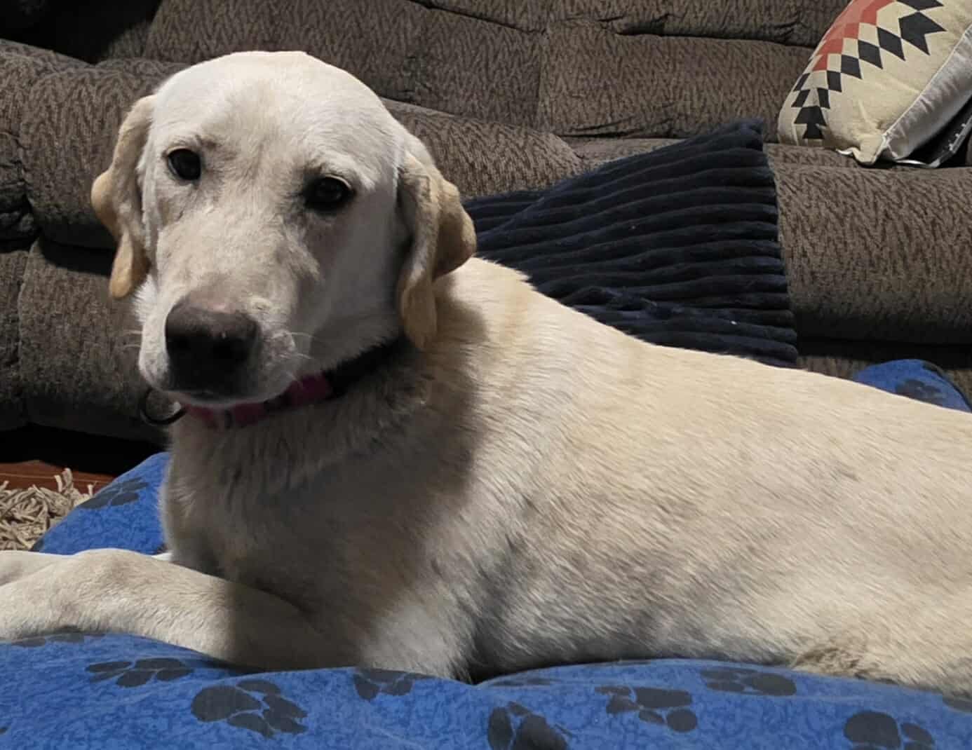 SCHNEE - Labrador Retriever / Patterdale Terrier (Fell Terrier) available for adoption