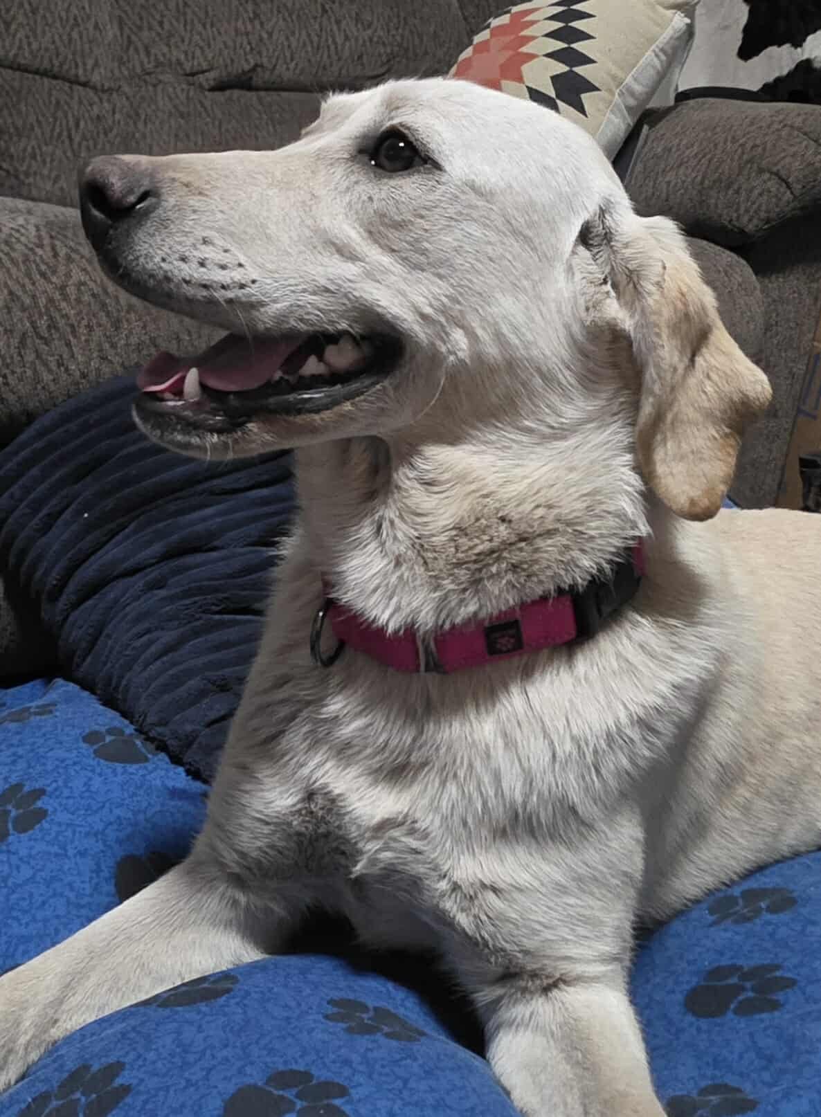 SCHNEE - Labrador Retriever / Patterdale Terrier (Fell Terrier) available for adoption