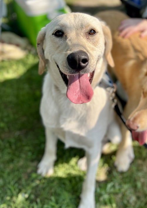 SCHNEE - Labrador Retriever / Patterdale Terrier (Fell Terrier) for adoption in Minneapolis