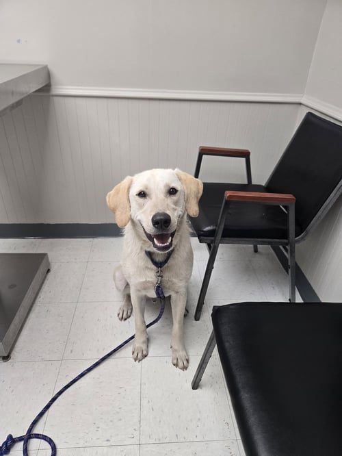 SCHNEE - Labrador Retriever / Patterdale Terrier (Fell Terrier) available for adoption