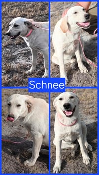 Schnee - Photo 19