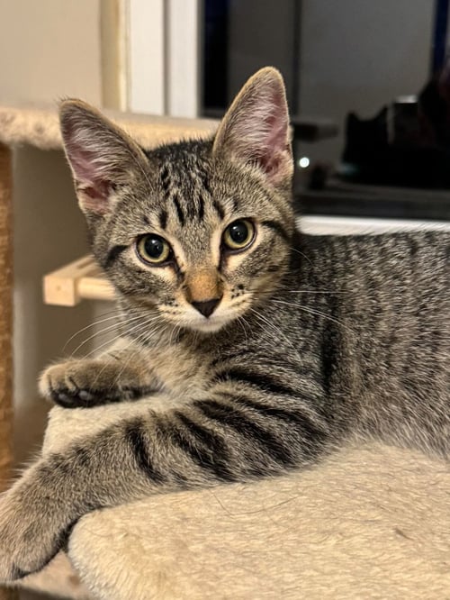 DIESEL - Tabby / Domestic Short Hair for adoption in Minneapolis