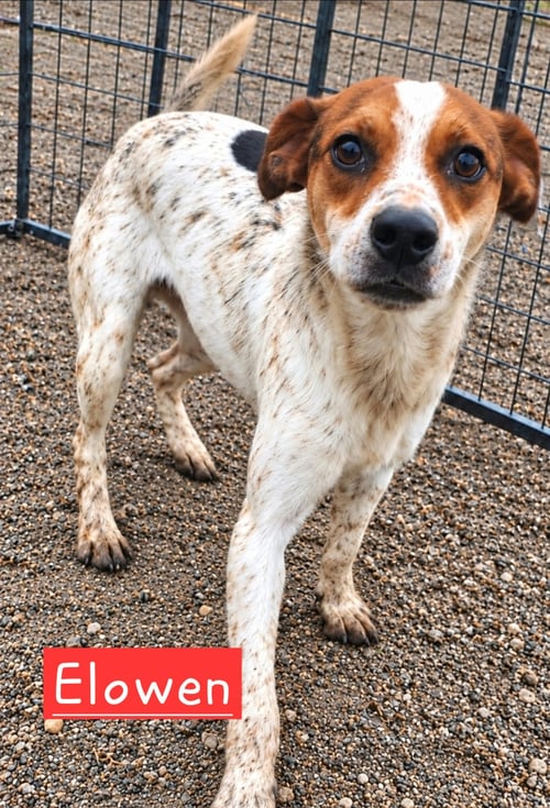 ELOWEN - Rat Terrier available for adoption