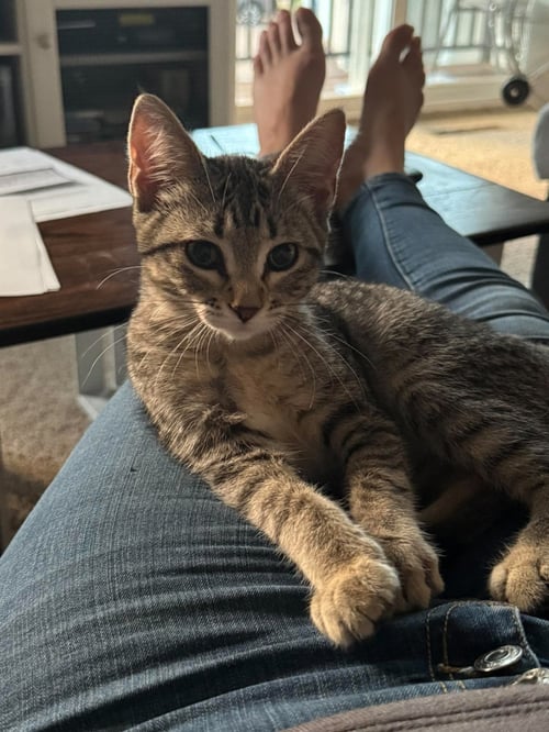 RIVET - Tabby / Domestic Short Hair for adoption in Minneapolis
