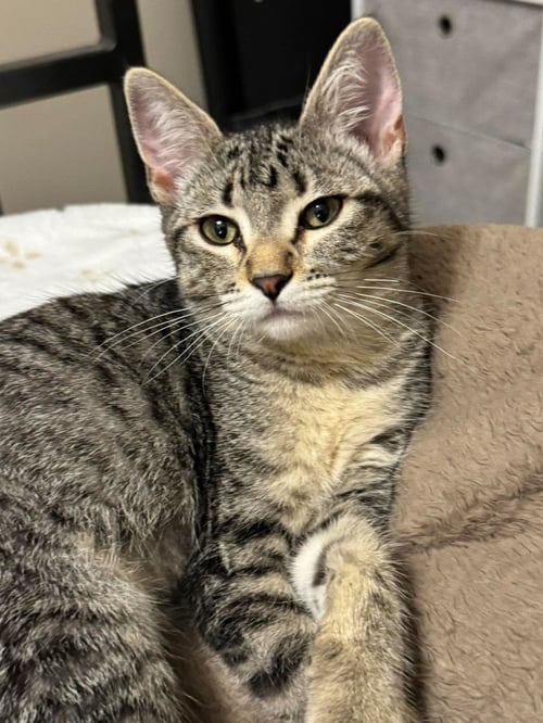 RIVET - Tabby / Domestic Short Hair available for adoption