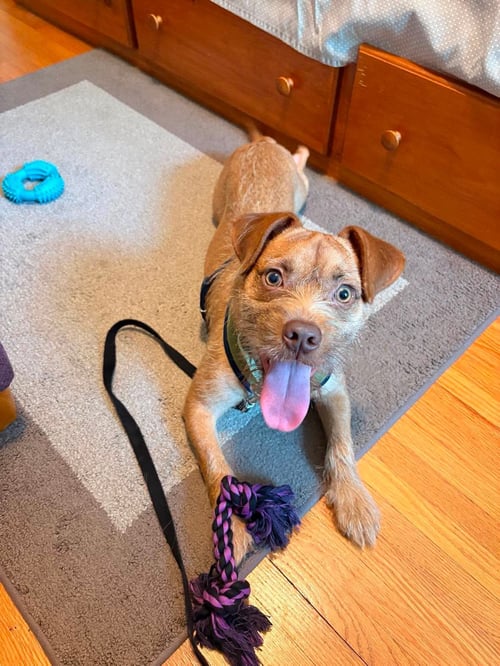 GOLDFISH - Terrier available for adoption