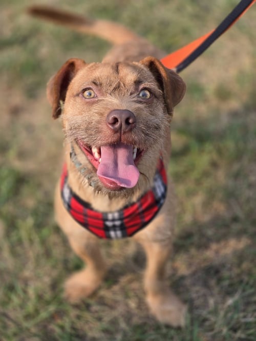 GOLDFISH - Terrier available for adoption