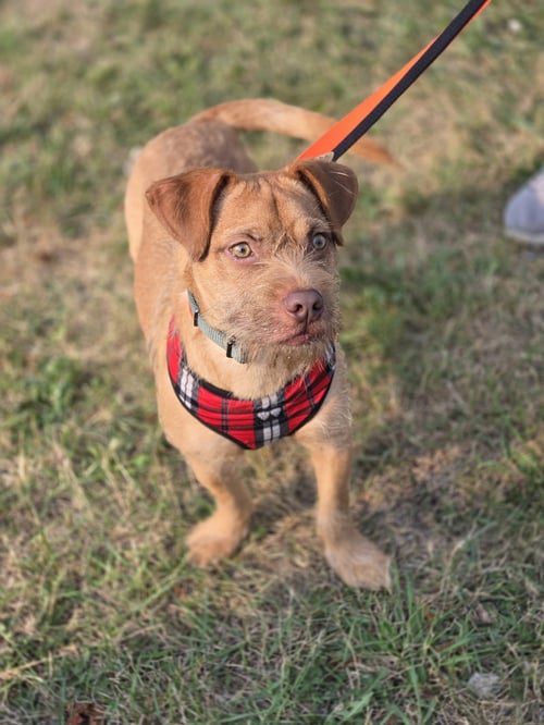 GOLDFISH - Terrier available for adoption