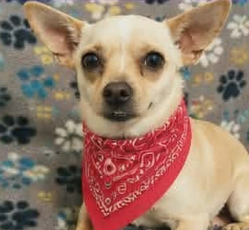 CHURRO - Chihuahua available for adoption