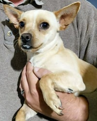 Churro - Photo 4