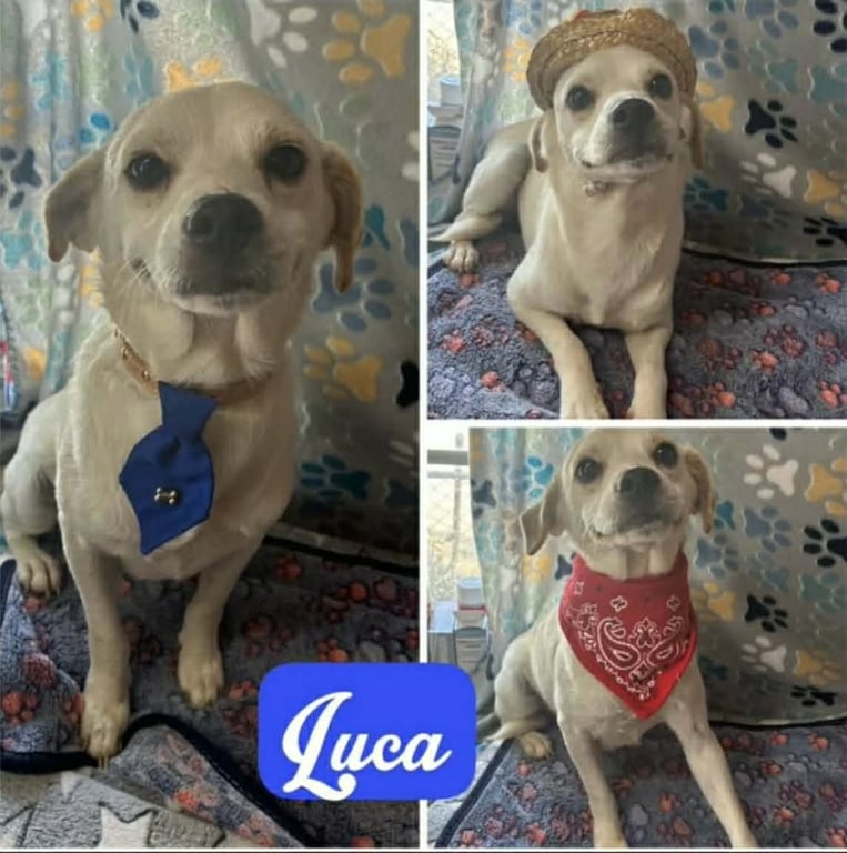 Lucio (Luca) Image