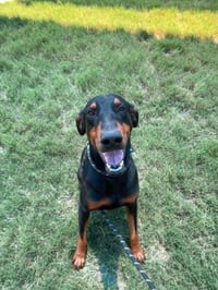 Ruger - Photo 1