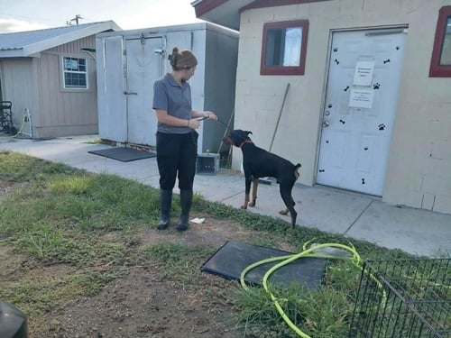 RUGER - Doberman Pinscher available for adoption