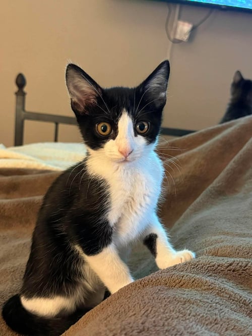 PEDAL - Domestic Short Hair for adoption in Minneapolis