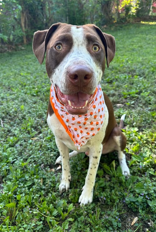 HUXLEY - American Pit Bull Terrier available for adoption