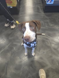 Huxley - Photo 11