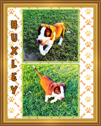 Huxley - Photo 20