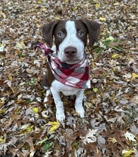Huxley - Photo 15