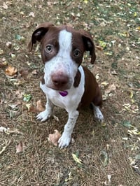 Huxley - Photo 16