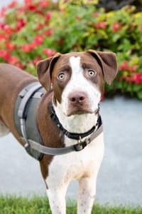 Huxley - Photo 4