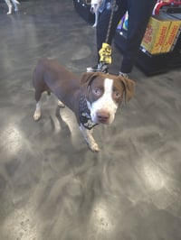 Huxley - Photo 10