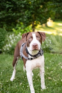 Huxley - Photo 8