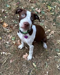Huxley - Photo 18