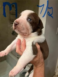 Huxley - Photo 19