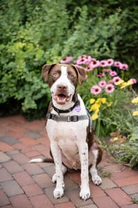 Huxley - Photo 7