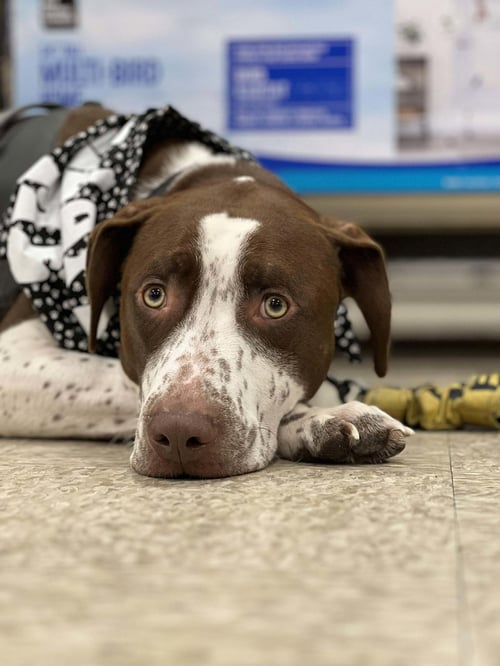 HUXLEY - American Pit Bull Terrier available for adoption