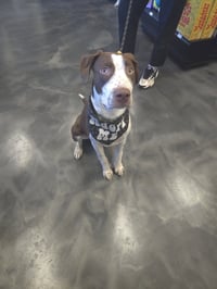 Huxley - Photo 14