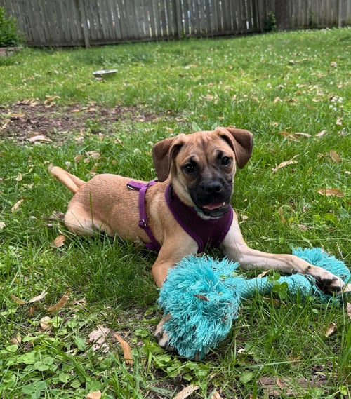 LAUREL - Pug / Boxer available for adoption