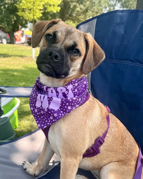 LAUREL - Pug / Boxer available for adoption