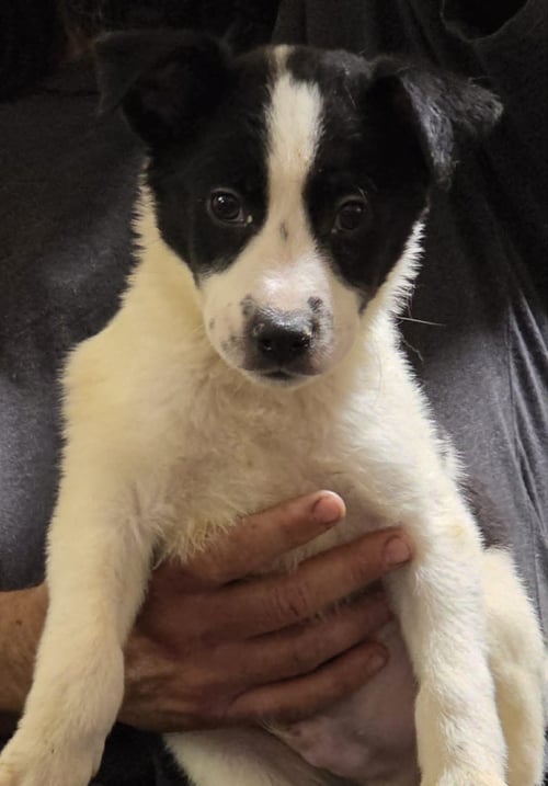 EZRAS - Australian Cattle Dog/Blue Heeler available for adoption