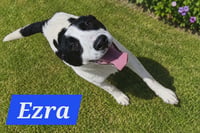 Ezras - Photo 1