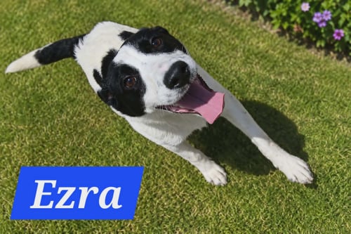 EZRAS - Australian Cattle Dog/Blue Heeler available for adoption
