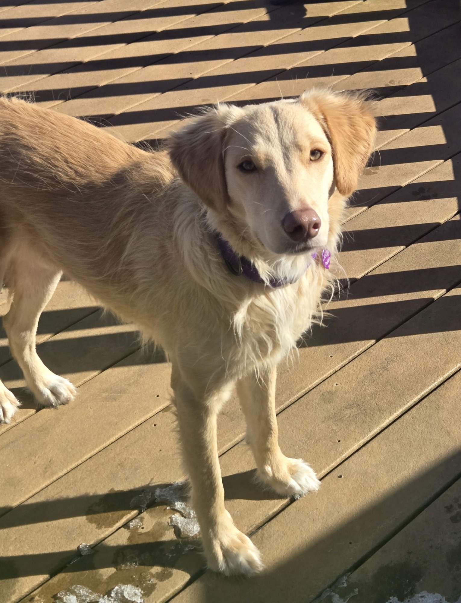 HONEYSUCKLE - Golden Retriever / Labrador Retriever available for adoption
