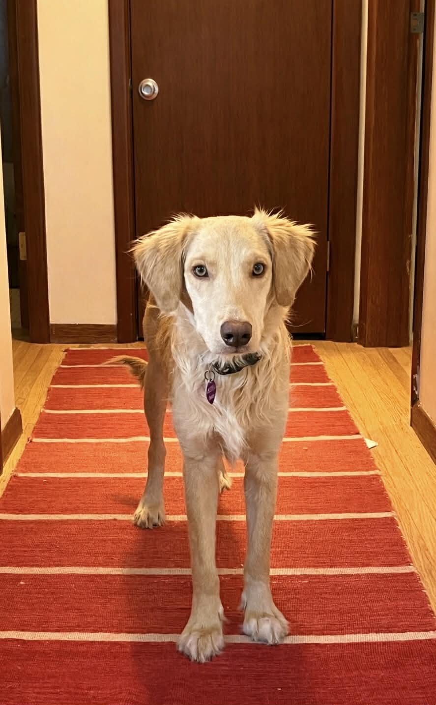 HONEYSUCKLE - Golden Retriever / Labrador Retriever available for adoption