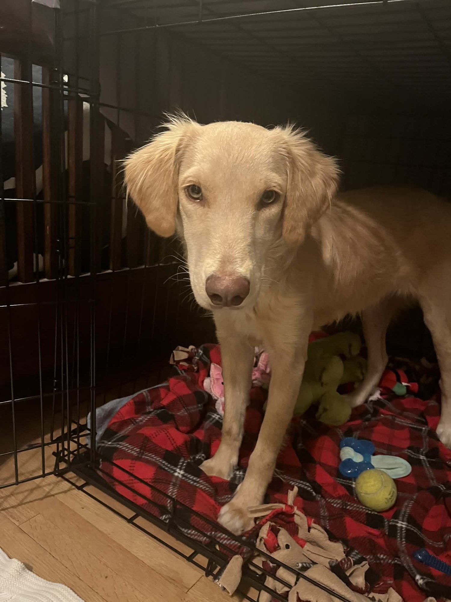 Honeysuckle - Photo 11