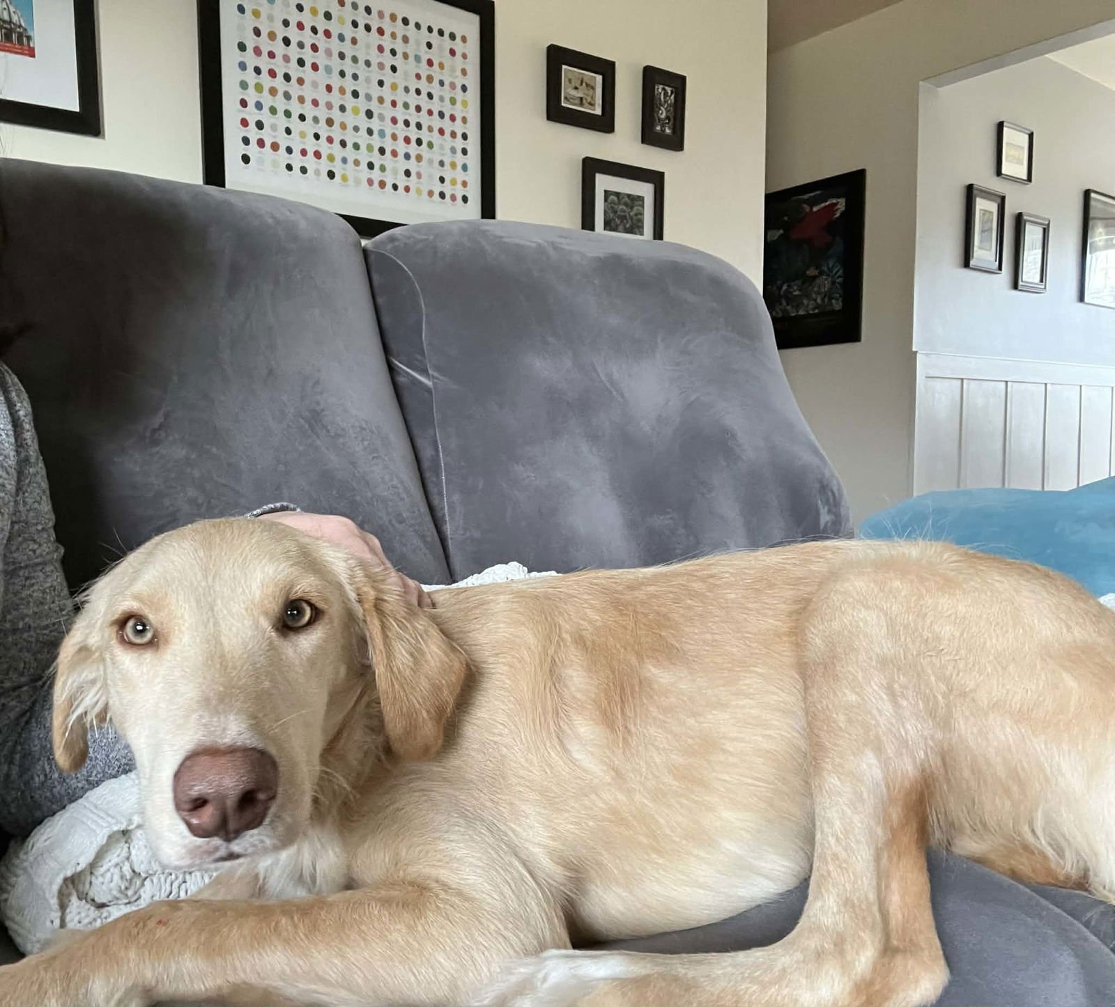 Honeysuckle - Photo 12