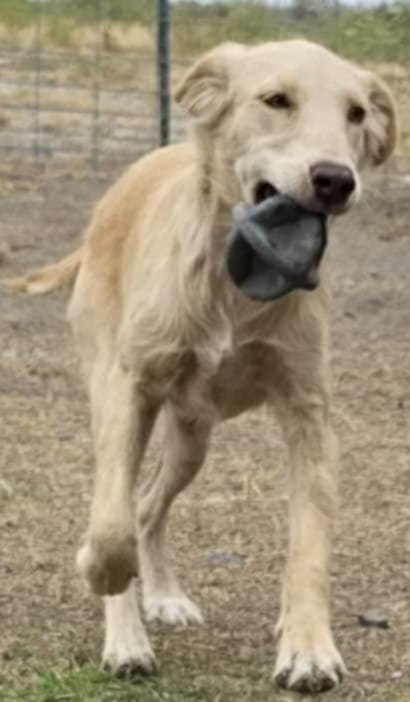 Honeysuckle - Photo 13