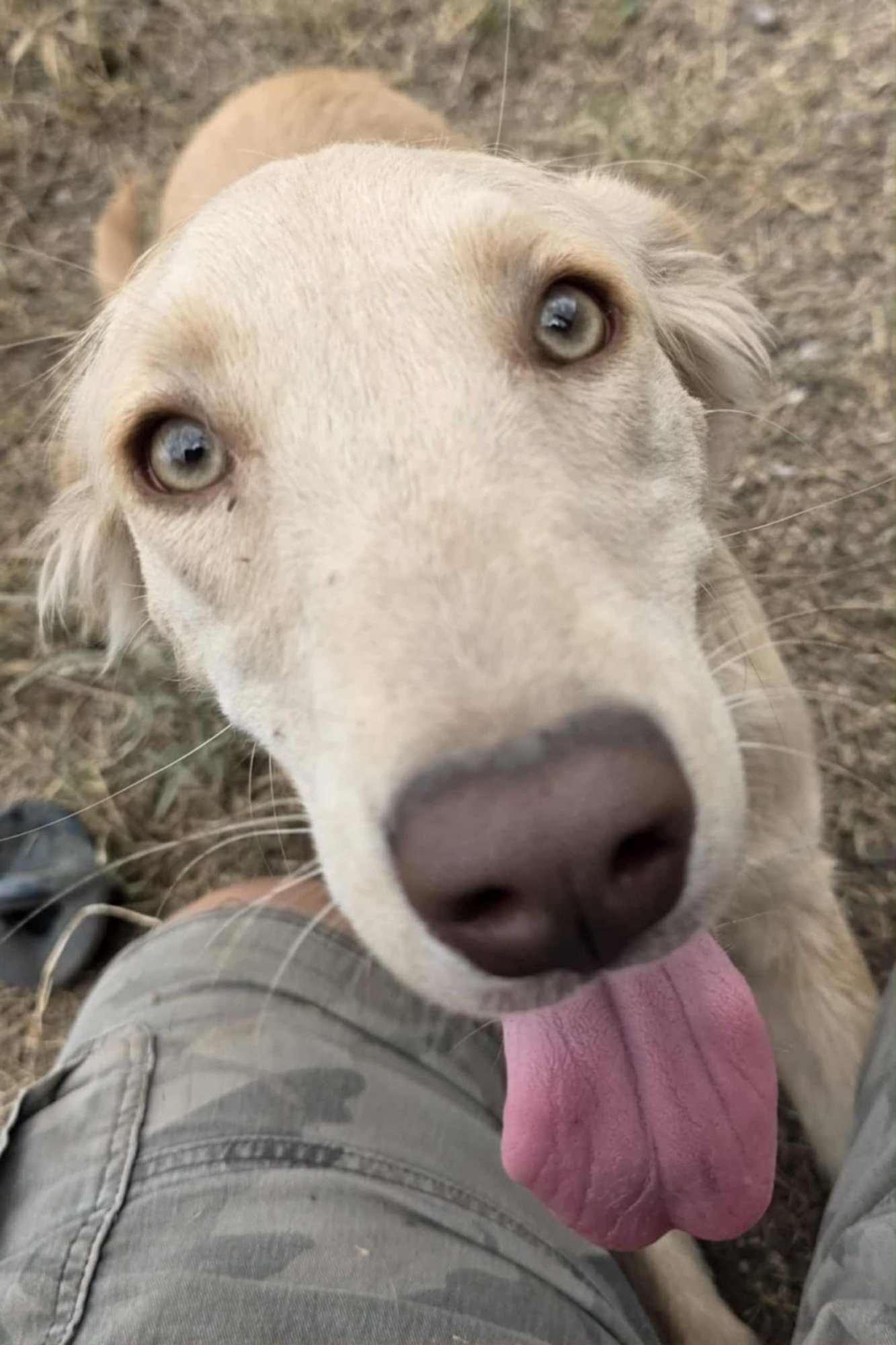 Honeysuckle - Photo 14