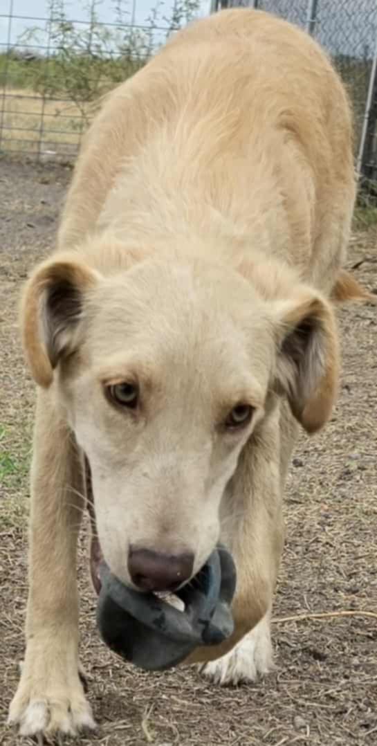 Honeysuckle - Photo 15